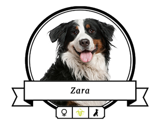 Berner Sennenhund Zara Berner Sennenhund Zara